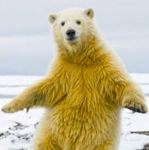 Meet your Posher, Meghan